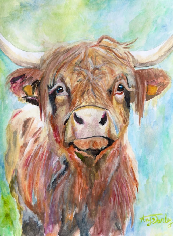 Highland Cow