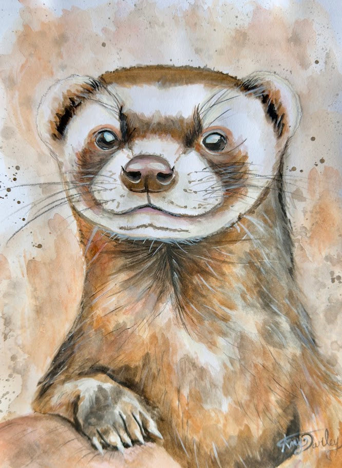 The Ferret